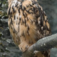European Eagle Owl